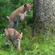 Illustration for article titled Monday Kitten Cuteness - Triple Dose!
